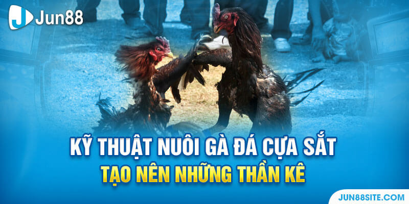 kỹ thuật nuôi gà đá cựa sắt