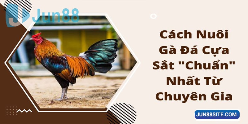 Kỹ thuật nuôi gà đá cựa sắt mạnh do cao thủ chỉ dạy