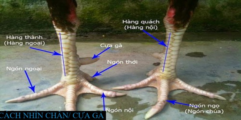 Bí kíp Đá Gà- Cách nhìn chân cựa gà chọn thần kê